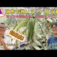 ソルファコミュニティ玉城代表がYouTubeでバニラ栽培のノウハウを紹介！