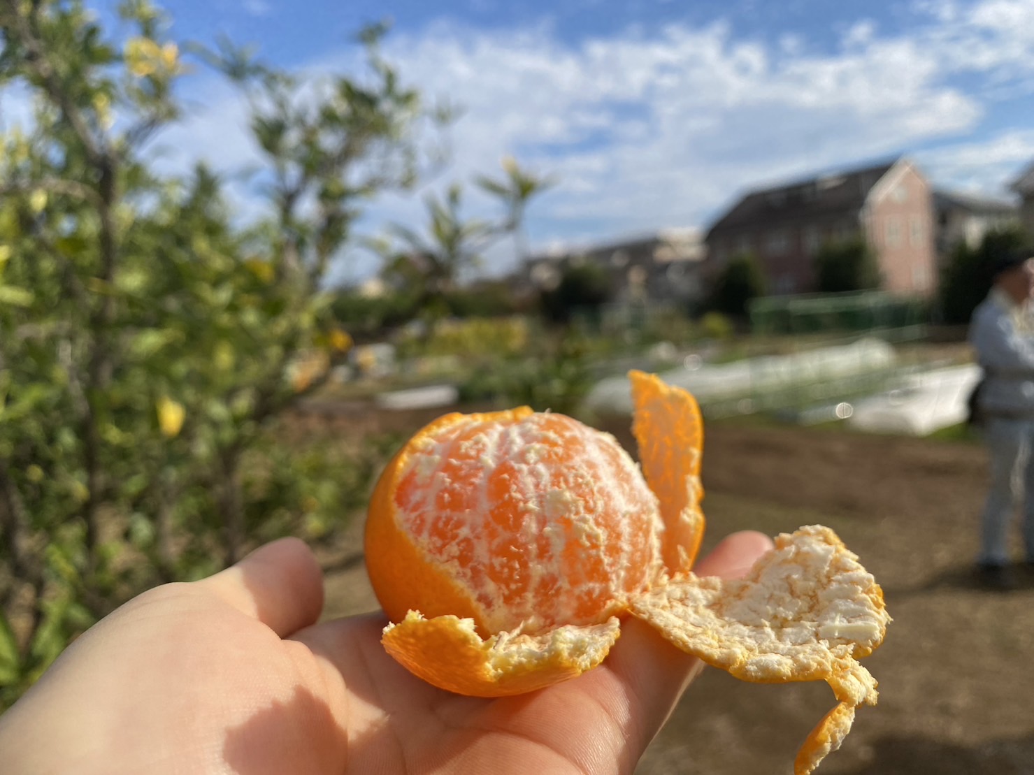 世田谷区と夢育てなど主催のみかん狩り大盛況！2時間でみかんゼロに