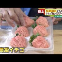 遊士屋の白いいちご「淡雪」を中京テレビが紹介！