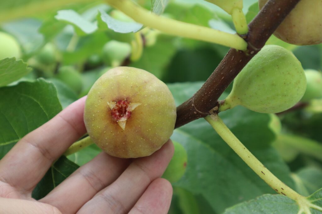 「農福コンソーシアムひろしま」発足！第一弾の取組として、広島県東広島エリアのイズミで「朝採れ 大乗（おおのり）いちじく」を販売スタート