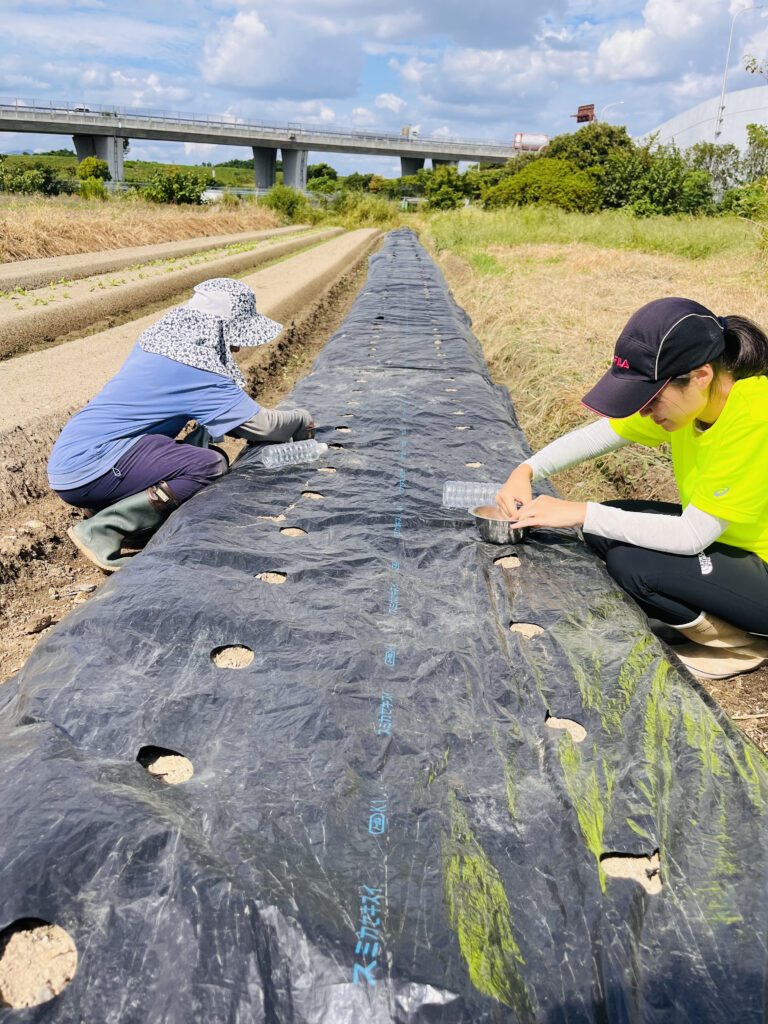 穴あきマルチは偉大だった！いろいろ野菜の点播きに挑戦