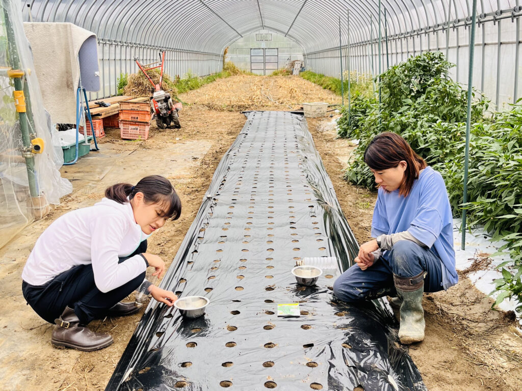 穴あきマルチは偉大だった！いろいろ野菜の点播きに挑戦