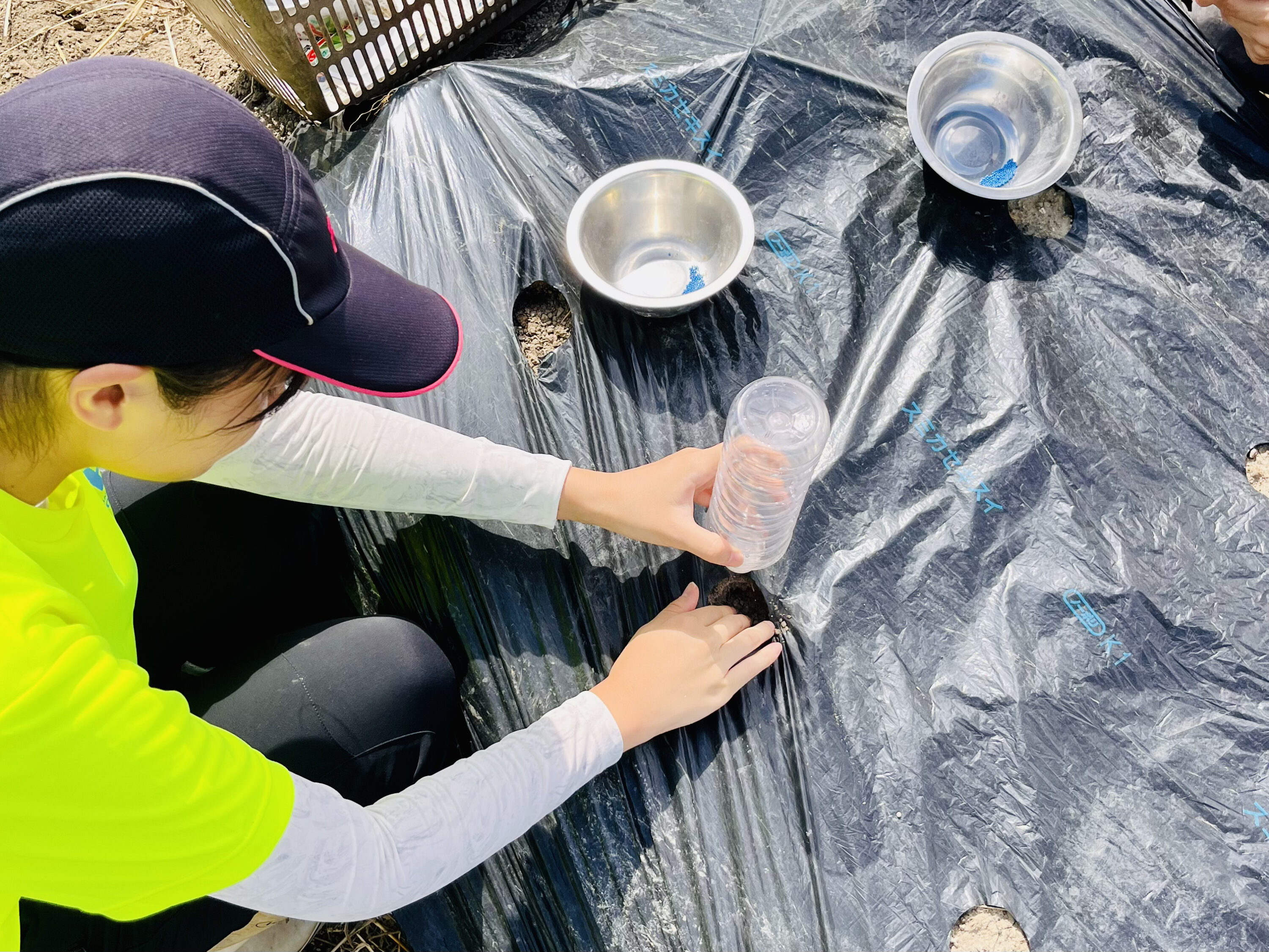 穴あきマルチは偉大だった！いろいろ野菜の点播きに挑戦 | 三好里奈の