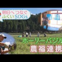 「明日へつなぐふくいSDGs」で戸川隆さんのホーリーバジル栽培の取組を紹介（FBC福井放送）