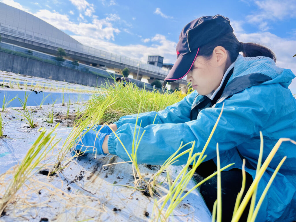 九条ねぎの定植をする筆者