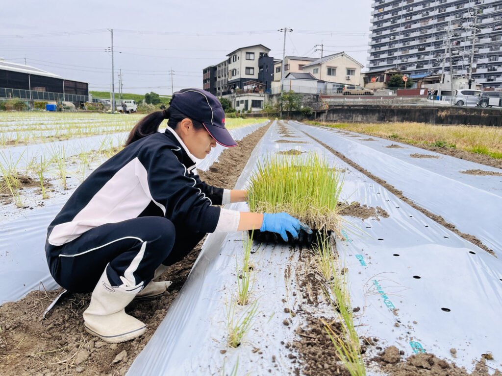 「速く作業するには、まだまだ回数が足りない」九条ねぎの定植に挑戦！