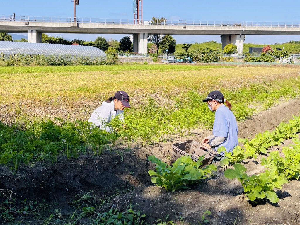 素手で確かめながらならできる……。野菜の間引き・洗浄に挑戦！