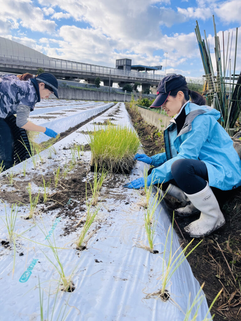 「速く作業するには、まだまだ回数が足りない」九条ねぎの定植に挑戦！