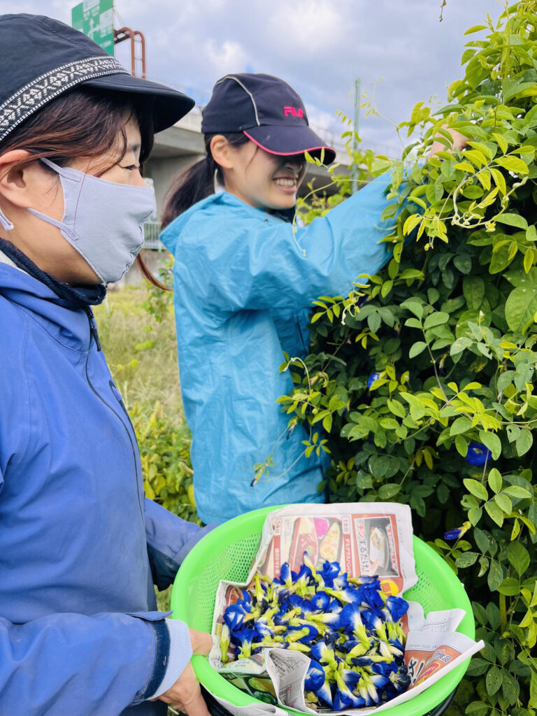 「心が癒された」バタフライピーの花の収穫に挑戦