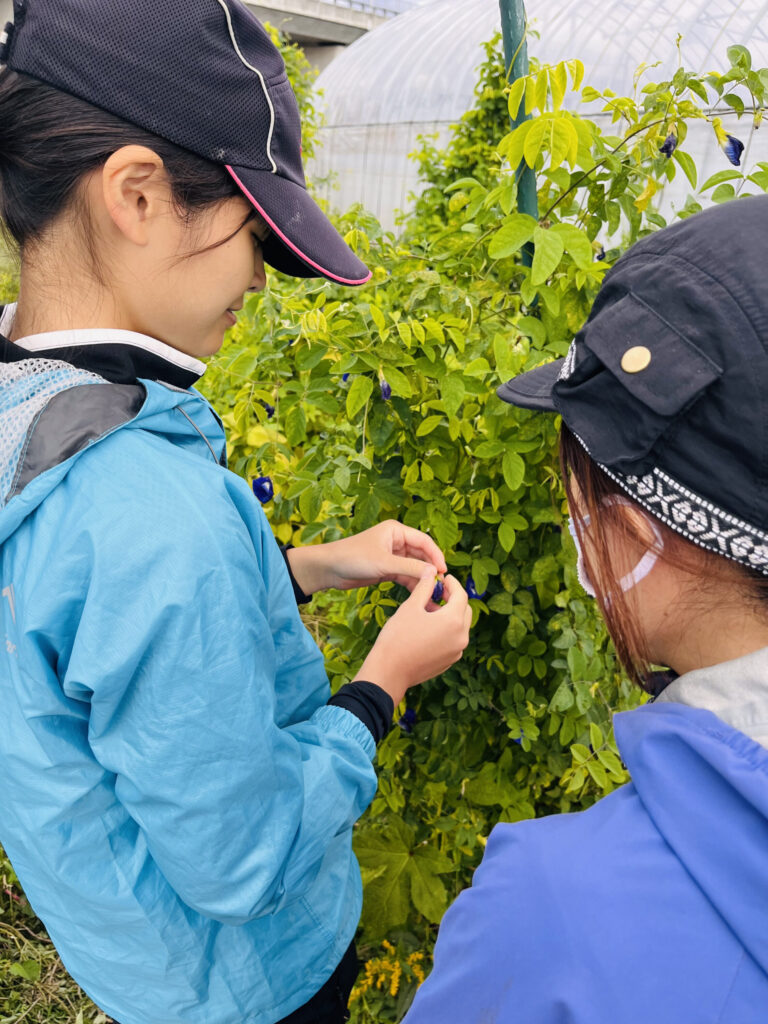 「心が癒された」バタフライピーの花の収穫に挑戦