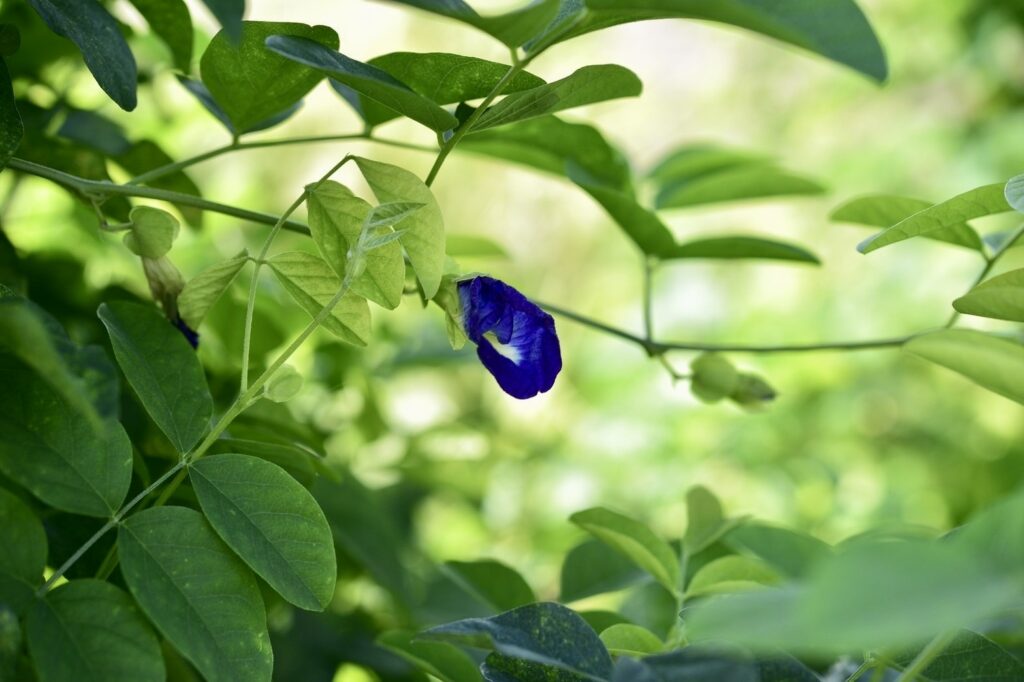 「心が癒された」バタフライピーの花の収穫に挑戦