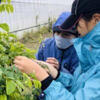 手で探ってバタフライピー花を収穫する筆者（手前）と見守る社員さん