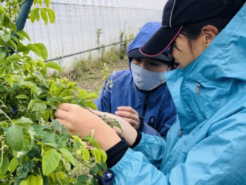 手で探ってバタフライピー花を収穫する筆者（手前）と見守る社員さん