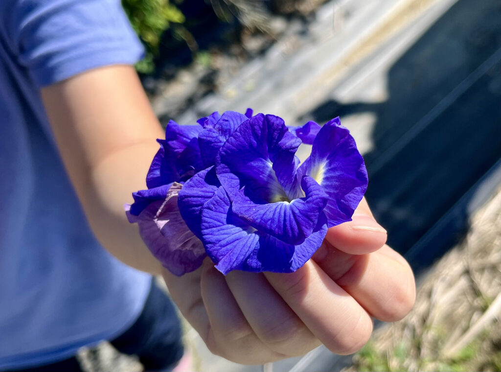 「心が癒された」バタフライピーの花の収穫に挑戦