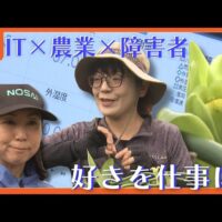 琉球放送が、ウイングアーク1stによる沖縄でのIT×農業×障がい者の取組を紹介！農業の可視化で誰もが働ける環境へ
