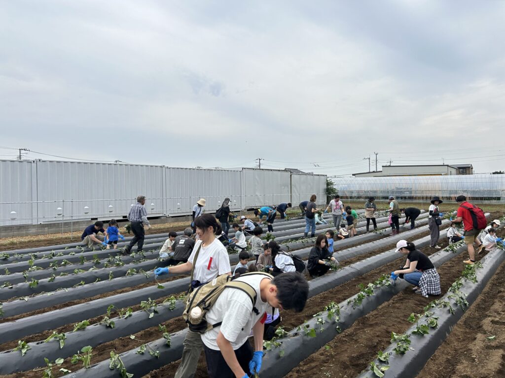 「雨上がりの畑に笑顔が咲きました！」スカイアースファームでのさつまいもの苗植え体験レポート