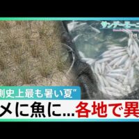 TBS「サンデーモーニング」、茨城県水戸市の照沼農園を取材！米の再生二期作を紹介