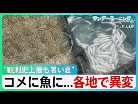 TBS「サンデーモーニング」、茨城県水戸市の照沼農園を取材！米の再生二期作を紹介