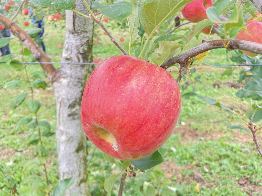 別れ際、涙する人も！OSDよりそいネットワーク主催の長野県松川町での森林セラピーと農業体験イベントをレポート