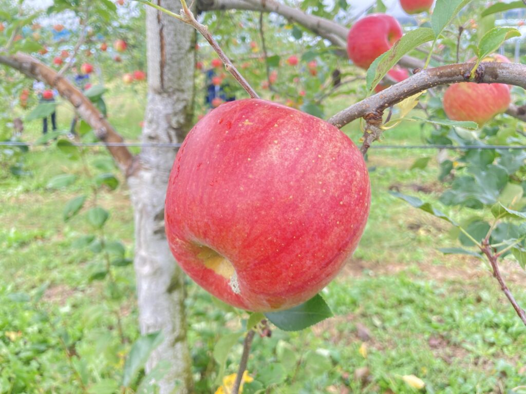 別れ際、涙する人も！OSDよりそいネットワーク主催の長野県松川町での森林セラピーと農業体験イベントをレポート