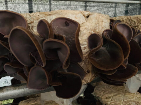 神奈川県横浜市の永島農園×Wahaha×ワンヘルスラボで「きくらげアロマキャンドル」発売!1月10日