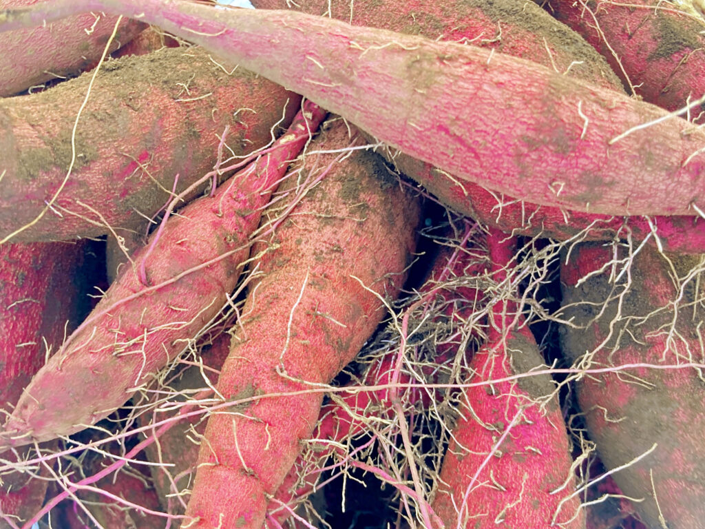 千葉県富里市に