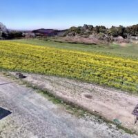 一面に黄色いじゅうたん！土穂会 ピア宮敷の菜の花畑を、地元企業が空間データ化