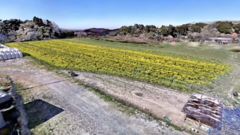 一面に黄色いじゅうたん！土穂会 ピア宮敷の菜の花畑を、地元企業が空間データ化