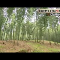 竹林面積が全国一・鹿児島から生まれた、大崎町「竹の資源化モデル」の展開可能性とは（KTS鹿児島テレビ）
