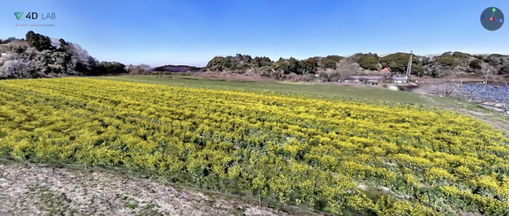 一面に黄色いじゅうたん!土穂会 ピア宮敷の菜の花畑を、地元企業が空間データ化