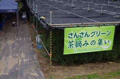 京都府京田辺市で「さんさんグリーン茶摘みの集い」参加者を募集!5月16日〜31日