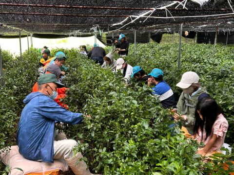 京都府京田辺市で「さんさんグリーン茶摘みの集い」参加者を募集!5月16日〜31日