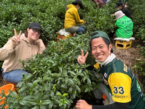 京都府京田辺市で「さんさんグリーン茶摘みの集い」参加者を募集!5月16日〜31日