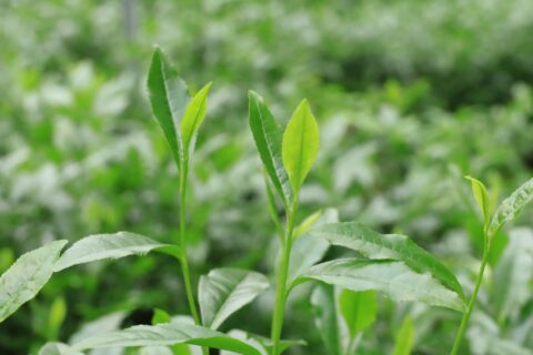 京都府京田辺市で「さんさんグリーン茶摘みの集い」参加者を募集!5月16日〜31日