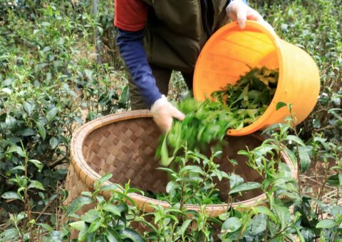 京都府京田辺市で「さんさんグリーン茶摘みの集い」参加者を募集!5月16日〜31日