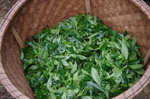 京都府京田辺市で「さんさんグリーン茶摘みの集い」参加者を募集!5月16日〜31日