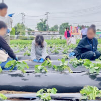 苗植えする子どもらと従業員