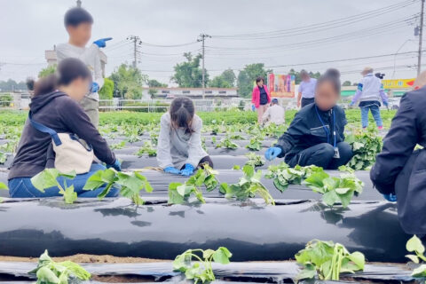 苗植えする子どもらと従業員