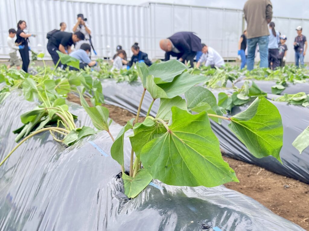 スカイアースファーム苗植え体験に50名以上集まる