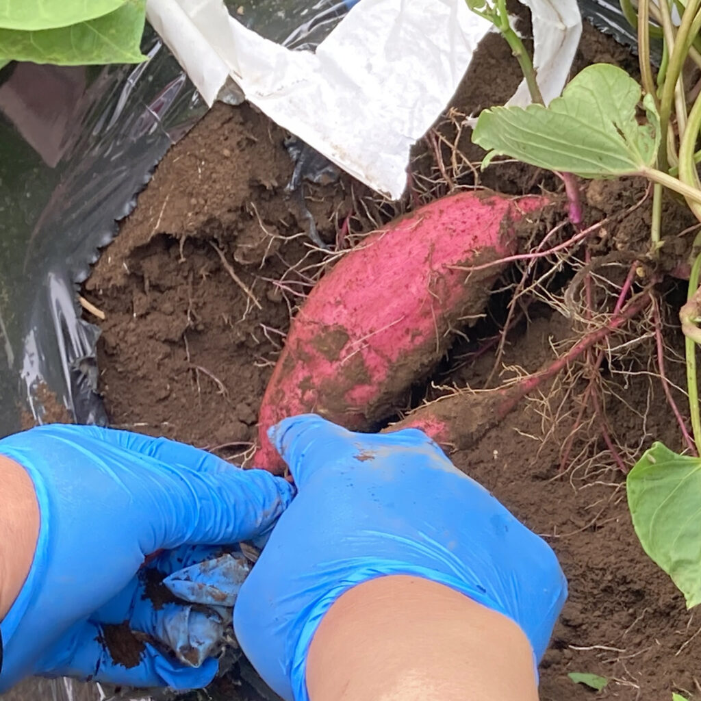 スカイアースファーム苗植え体験に50名以上集まる