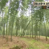 竹林面積が全国一・鹿児島から生まれた、大崎町「竹の資源化モデル」の展開可能性とは(KTS鹿児島テレビ)