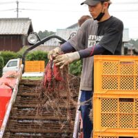 「雨上がりの畑に笑顔が咲きました！」スカイアースファームでのさつまいもの苗植え体験レポート