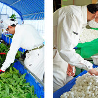 群馬県前橋市に開設されたパーソルダイバース「まえばし穣(みのり)工房」で見学会を開催!自治体・JA・福祉関係者が一堂に会し、農福連携の未来を語る